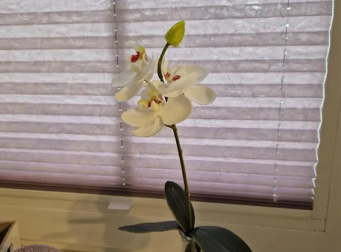 Апартаменты Gaestequartier Schlummerkasten